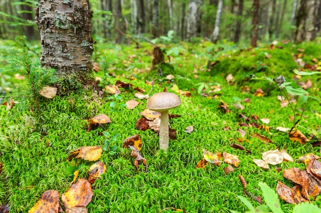 Edible small mushroom with brown cap penny bun leccinum in moss autumn forest background fungus in t