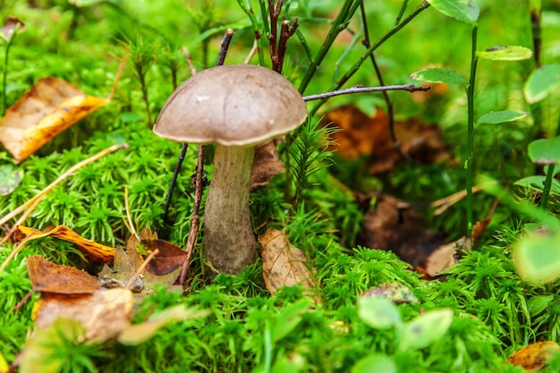 Edible small mushroom with brown cap penny bun leccinum in moss autumn forest background fungus in t