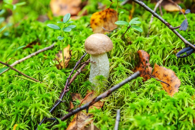 Photo edible small mushroom with brown cap penny bun leccinum in moss autumn forest background fungus in t