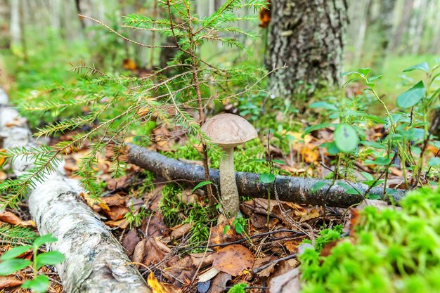 Edible small mushroom with brown cap Penny Bun leccinum in moss autumn forest background