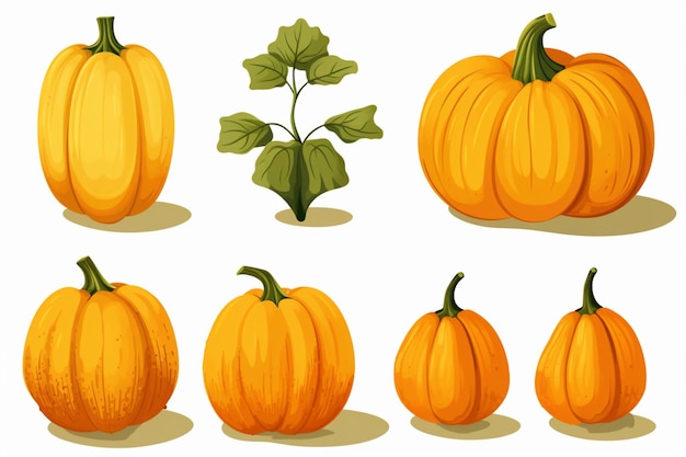 Photo an educational clipart showing different pumpkin clip art image