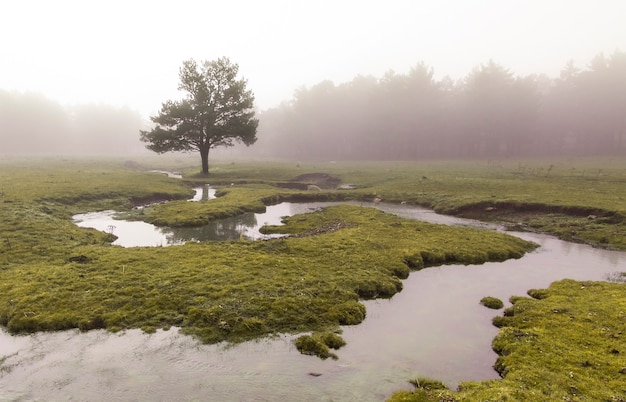 Eerie scene in the forest with stream, dense fog and isolated tree. Panoramic photography of nature in the natural park of Peguerinos, Avila. In Castilla y Leon, Spain.