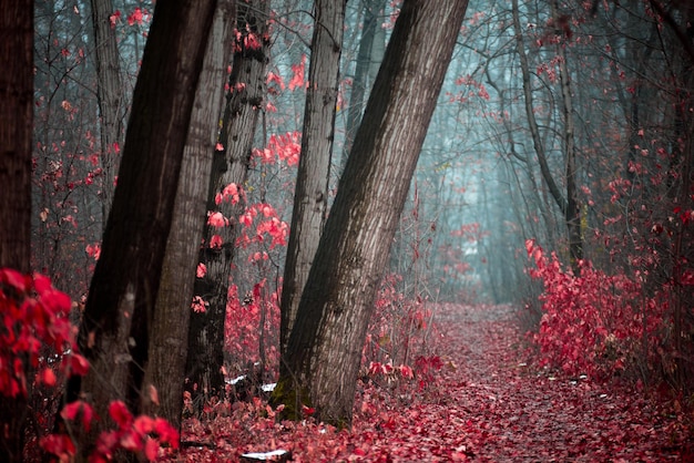 Eerie view of a mysterious forest with red leaves and tall trees with a tiny pathway