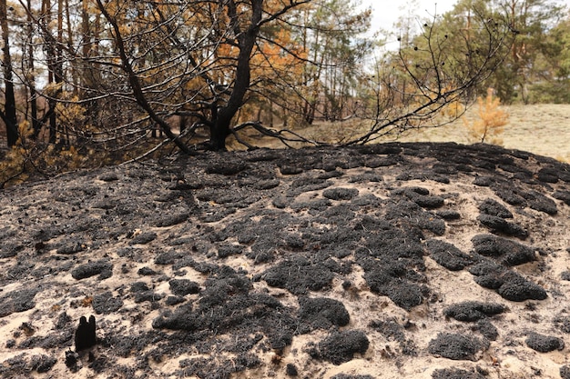 Photo effects of grass fire on soils charred grass after a spring fire black surface of the rural field with a burned grass consequences of arson and stubble burning aftermath of natural disasters