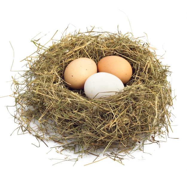 Egg in nest isolated