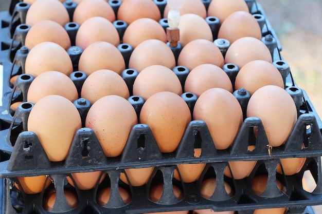 Egg in the panel at the market