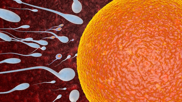 Egg and sperm Concept Fertilization concept