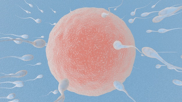 Egg and sperm Concept Fertilization and Implantation 3D rendering illustration