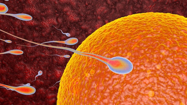 Egg and sperm concept fertilization and sperm fertilization Premium Photo