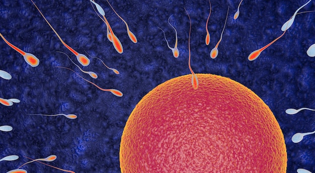 Egg and sperm concept fertilization and sperm fertilization Premium Photo