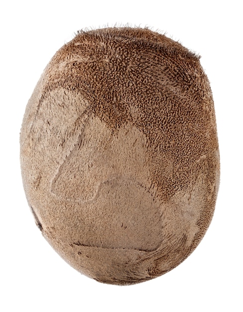 Egg of Stick Bug- Haaniella dehaanii