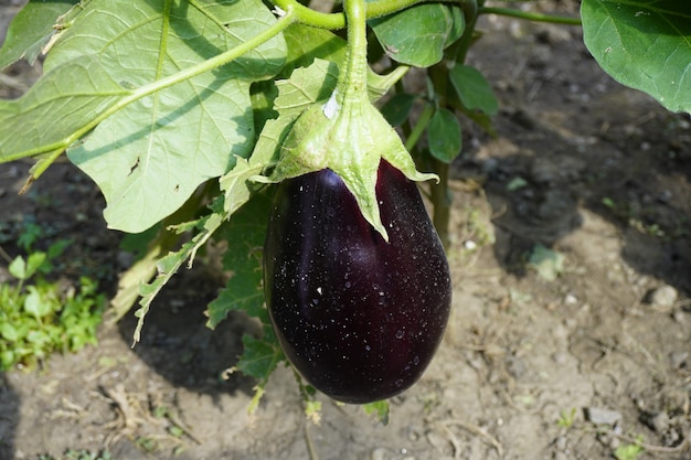 Eggplant culture in a greenhouse Fresh organic eggplant