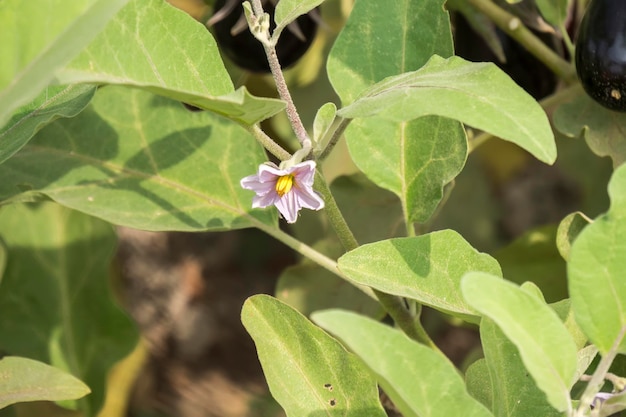 Eggplant flower aubergine