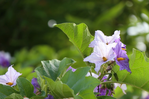 Eggplant flower