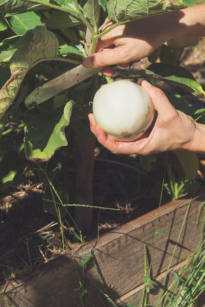 Eggplant in the garden