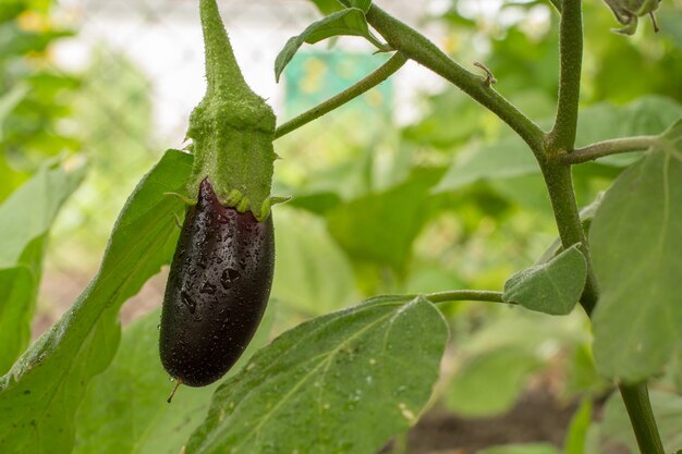 Eggplant growing on bush in the garden