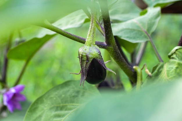 Eggplant grows among the leaves