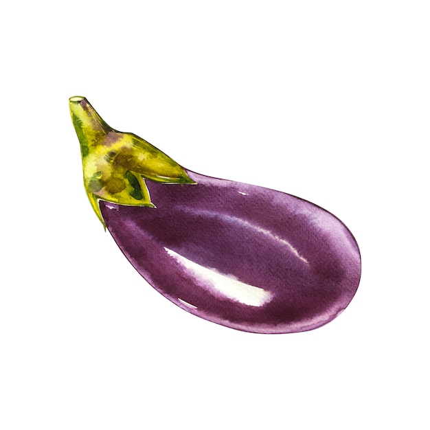 Eggplant. Hand drawn watercolor painting on white. Watercolor illustration.