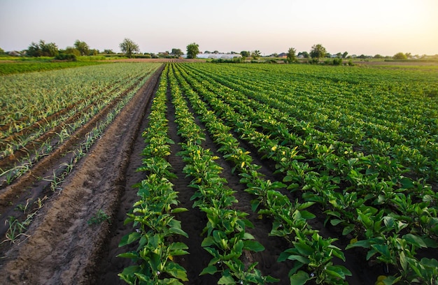 Eggplant and leek plantation field Agriculture farmland Growing on open ground Growing organic vegetables on the farm Food production Agroindustry and agribusiness Ripening of the crop