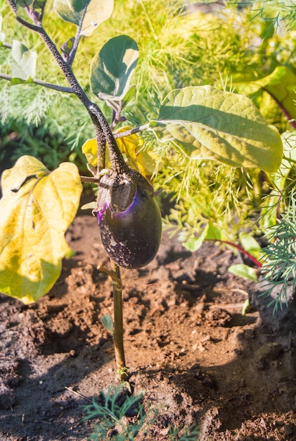 Photo the eggplant plant grows on the soil on a sunny summer day. vegetarian food, fresh vegetables, home garden. healthy eating