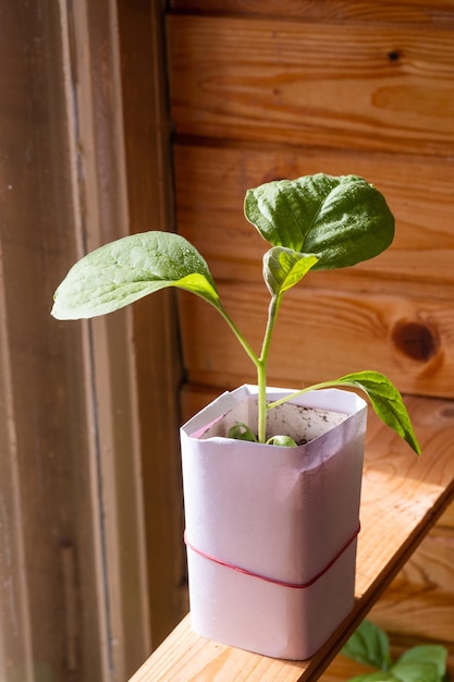 Eggplant seedlings in the bright daylight Eggplant sprouts grown under room conditions