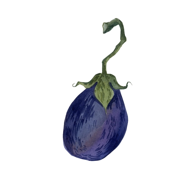 Eggplant watercolor illustration isolated on white background