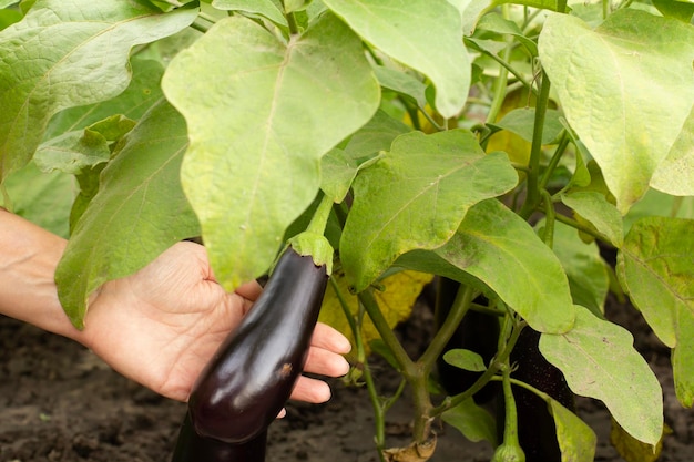 Eggplants growing on bush in the garden