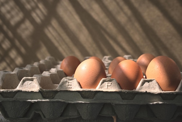 Eggs in carton against sunlight and drop shadow background