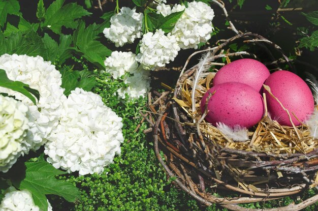 eggs in the nest under the branches. background with eggs in the nest in nature