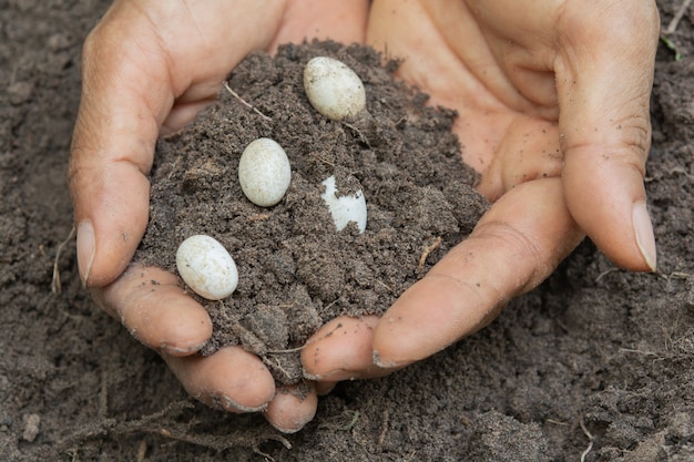 Eggs of reptiles in the soil