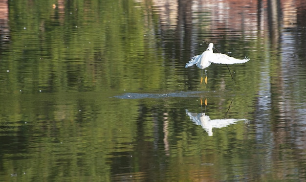 Egret, Graceful flight of a beautiful heron in Brazil. Selective focus.