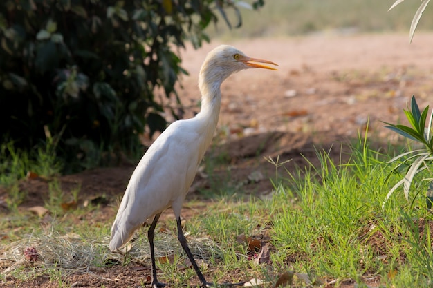 Egret