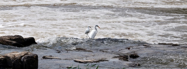 Egrets fishing in the river 