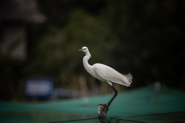 Egretta garzetta animal portrait close up