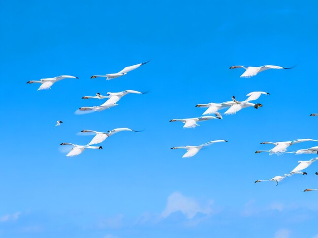 Egretta gazette birds flying in rows in the sky