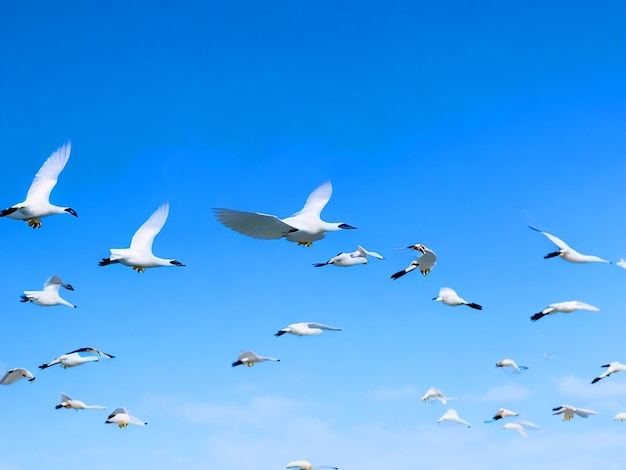 Egretta gazette birds flying in rows in the sky