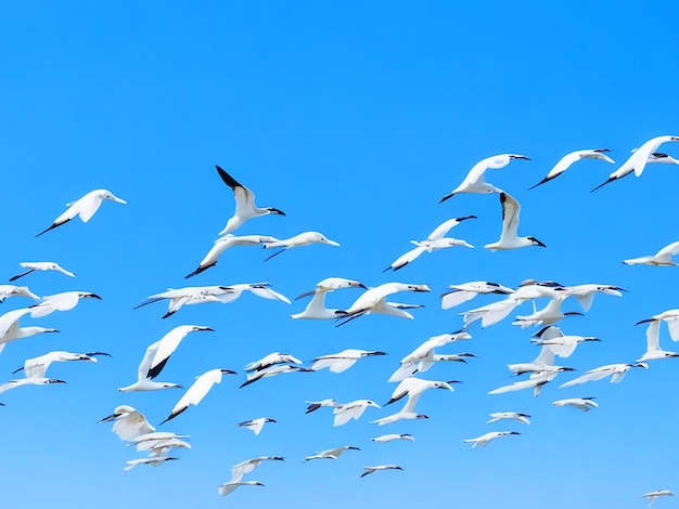 Egretta gazette birds flying in rows in the sky