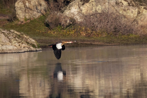 Egyptian goose (Alopochen aegyptiaca). Bird in flight.