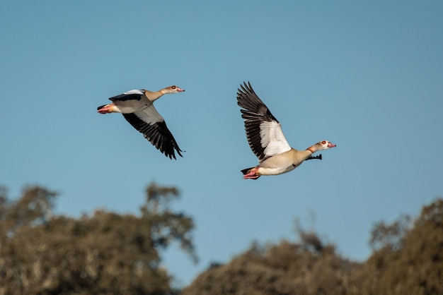 Egyptian goose (Alopochen aegyptiaca). Birds in its natural environment.