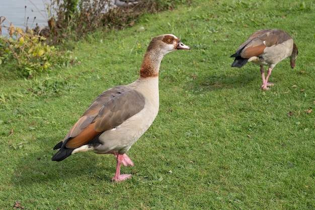 Egyptian Goose (alopochen aegyptiacus) by the lakeside