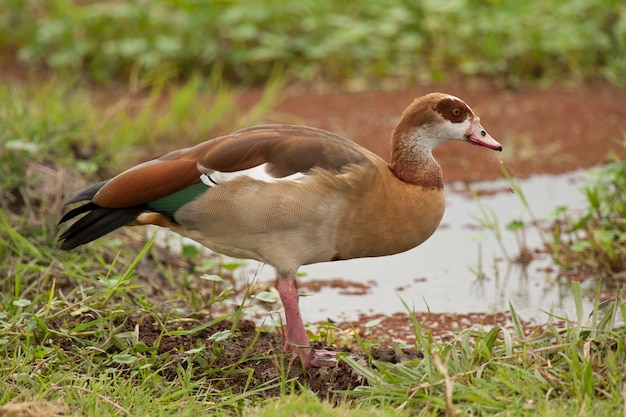 Egyptian Goose