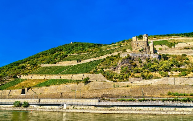 Ehrenfels castle with vineyards in summer the rhine gorge unesco world heritage in germany