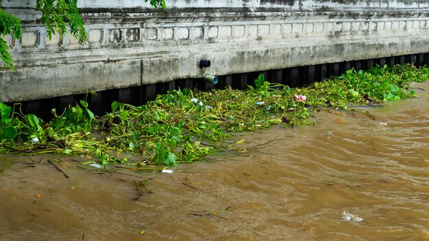 Eichhornia crassipes or common water hyacinth and many garbage on surface of water of Choa praya river at Bangkok Thailand