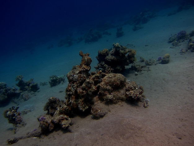 Einzelne korallen am steilhang im roten meer