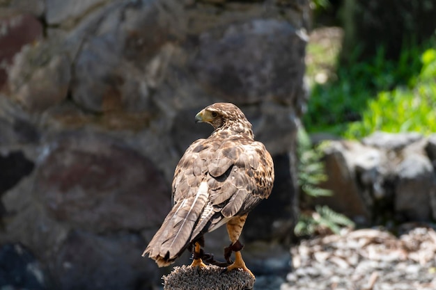 El busardo ratonero,  ratonero comun,  busardo euroasitico,  aguila ratonera, Buteo buteo