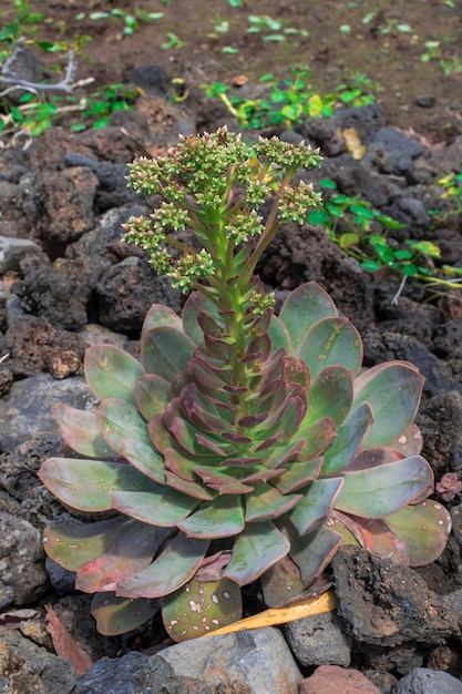 El Hierro giant houseleek blooming