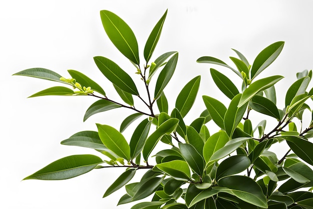 Elaeagnus plant on white background