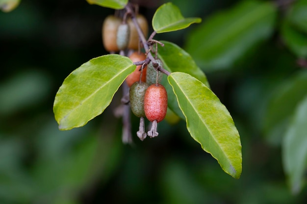 Elaeagnus pungens is a species of flowering plant in the family Elaeagnaceae known by the common names thorny olive spiny oleaster and silverthorn