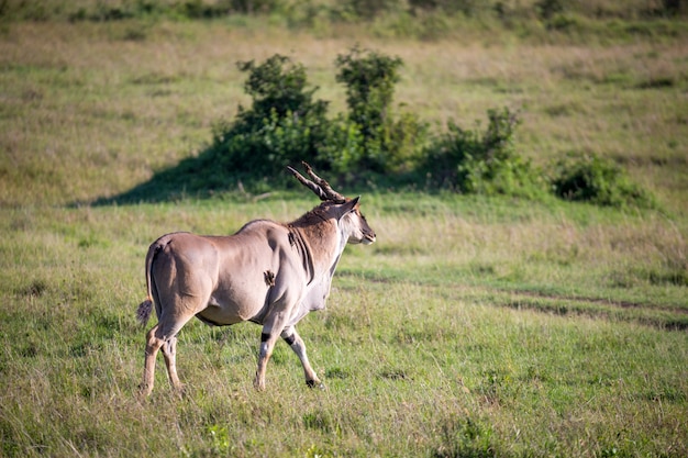 Eland, the largest antelope, in a meadow in savanna