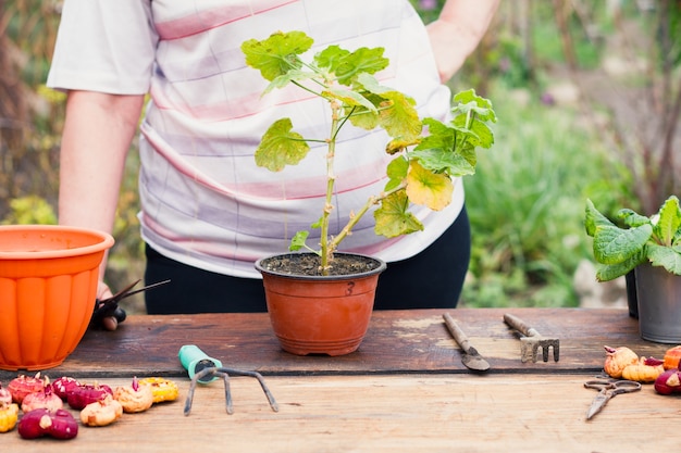 An elderly Caucasian woman cuts a green young flower with scissors for transplanting it into a brown flower pot